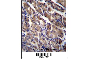 ABRA Antibody immunohistochemistry analysis in formalin fixed and paraffin embedded human stomach tissue followed by peroxidase conjugation of the secondary antibody and DAB staining.
