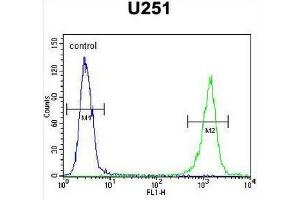GPAA1 Antibody (N-term) flow cytometric analysis of U251 cells (right histogram) compared to a negative control cell (left histogram). (GPAA1 Antikörper  (N-Term))