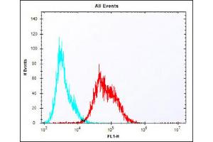 Overlay histogram showing Jurkat cells stained with Antibody (red line). (LAG3 Antikörper  (AA 103-132))