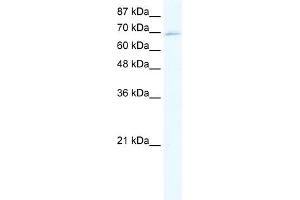 WB Suggested Anti-ZINC FINGER PROTEIN 750 Antibody Titration:  5ug/ml  Positive Control:  HepG2 cell lysate (ZNF750 Antikörper  (Middle Region))