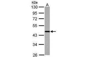 Image no. 1 for anti-Cleavage Stimulation Factor, 3' Pre-RNA, Subunit 1, 50kDa (CSTF1) (AA 185-408) antibody (ABIN1497673) (CSTF1 Antikörper  (AA 185-408))