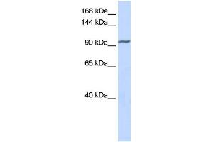 WB Suggested Anti-ZNF280D Antibody Titration:  0.