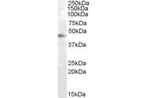 Western Blotting (WB) image for anti-Ras Association Domain-Containing Protein 6 (RASSF6) (AA 166-179) antibody (ABIN303904)