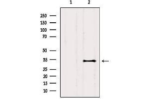 Western blot analysis of extracts from Mouse brain, using CEACAM19 Antibody. (CEACAM19 Antikörper  (Internal Region))