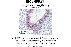 Image no. 2 for anti-G Protein-Coupled Receptor 27 (GPR27) (Internal Region) antibody (ABIN1735042) (GPR27 Antikörper  (Internal Region))