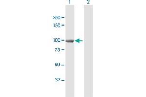 Western Blot analysis of EPC1 expression in transfected 293T cell line by EPC1 MaxPab polyclonal antibody. (EPC1 Antikörper  (AA 1-813))