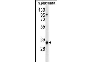 OR6N2 Antibody (C-term) (ABIN656622 and ABIN2845871) western blot analysis in human placenta tissue lysates (35 μg/lane). (OR6N2 Antikörper  (C-Term))
