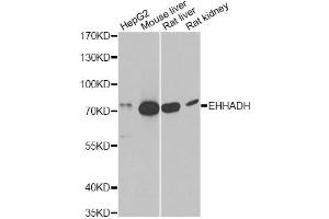 Western blot analysis of extracts of various cell lines, using EHHADH antibody (ABIN6292474) at 1:1000 dilution. (EHHADH Antikörper)