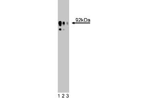 Western blot analysis for NHE on a HEK-293 cell lysate (Human embryonic kidney cells, ATCC CRL-1573). (SLC9A1 Antikörper  (AA 682-801))