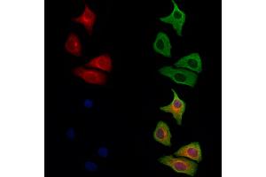 ABIN6264553 and ABIN6279706 staining Hela cells by IF/ICC. (RAB11FIP1 Antikörper  (N-Term))