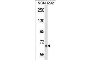 MYB Antibody (Center) (ABIN657911 and ABIN2846859) western blot analysis in NCI- cell line lysates (35 μg/lane). (MYB Antikörper  (AA 419-448))