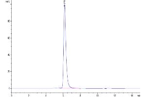 The purity of Human E-selectin is greater than 95 % as determined by SEC-HPLC. (Selectin E/CD62e Protein (AA 22-556) (His-Avi Tag))