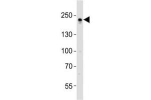 Western Blotting (WB) image for anti-Tight Junction Protein 1 (TJP1) (C-Term) antibody (ABIN3029132)