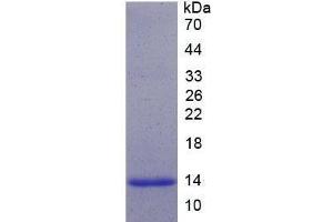 SDS-PAGE analysis of Human Neurogenin 3 Protein.