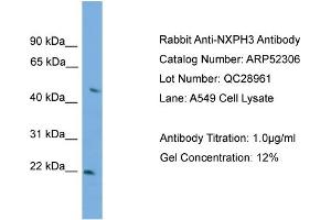 WB Suggested Anti-NXPH3  Antibody Titration: 0. (NXPH3 Antikörper  (Middle Region))