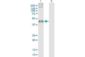 Western Blot analysis of C3AR1 expression in transfected 293T cell line by C3AR1 MaxPab polyclonal antibody.