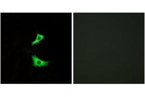 Immunofluorescence analysis of LOVO cells, using FFAR3 Antibody. (FFAR3 Antikörper  (AA 11-60))