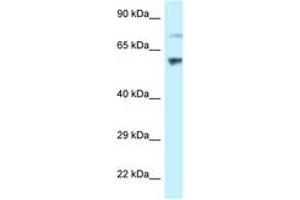 Image no. 1 for anti-Ribosomal L1 Domain Containing 1 (RSL1D1) (AA 401-450) antibody (ABIN6747784) (RSL1D1 Antikörper  (AA 401-450))