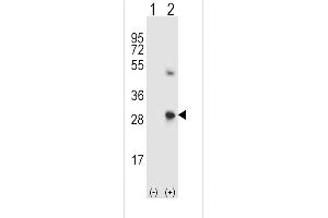 Western Blotting (WB) image for anti-Secreted Protein, Acidic, Cysteine-Rich (Osteonectin) (SPARC) (AA 224-251), (C-Term) antibody (ABIN390705)
