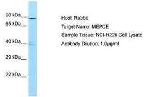 Image no. 1 for anti-Methylphosphate Capping Enzyme (MEPCE) (AA 263-312) antibody (ABIN6750114) (MEPCE Antikörper  (AA 263-312))