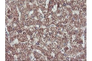Immunohistochemical staining of paraffin-embedded Human liver tissue using anti-PECI mouse monoclonal antibody.