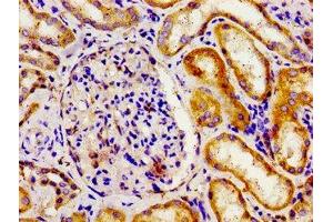 Immunohistochemistry of paraffin-embedded human kidney tissue using ABIN7150152 at dilution of 1:100 (APOBEC3D Antikörper  (AA 250-371))