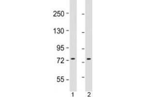 Western blot testing of human 1) HepG2 and 2) K562 cell lysate with GTPBP4 antibody at 1:1000. (GTPBP4 Antikörper  (AA 477-510))