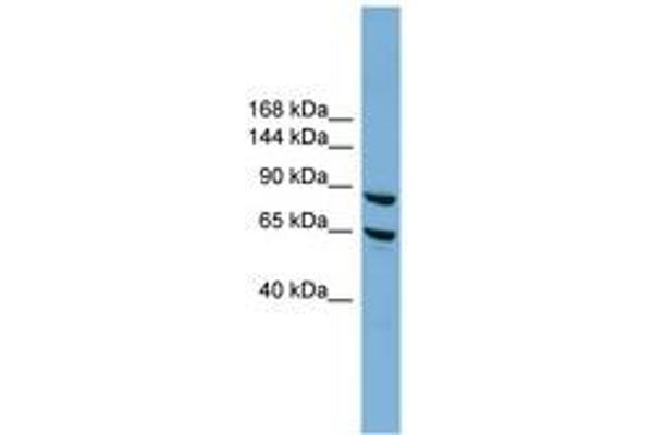 EXOC6 Antikörper  (N-Term)