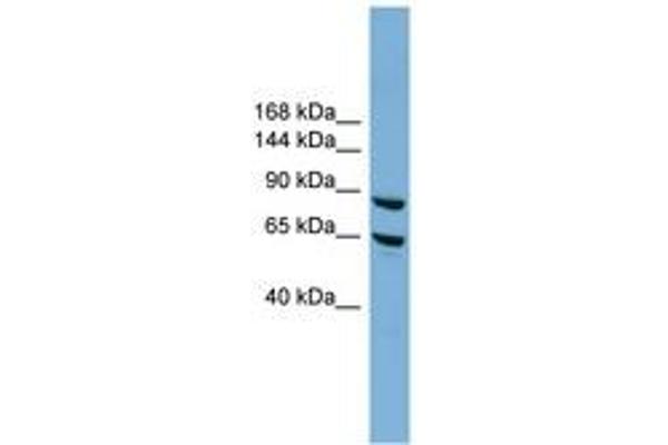EXOC6 antibody  (N-Term)