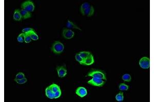 Immunofluorescent analysis of MCF-7 cells using ABIN7162280 at dilution of 1:100 and Alexa Fluor 488-congugated AffiniPure Goat Anti-Rabbit IgG(H+L) (ORMDL2 Antikörper  (AA 64-153))