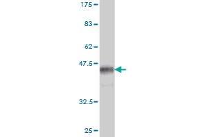 Western Blot detection against Immunogen (35. (DDIT3 Antikörper  (AA 1-90))