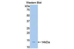 Western Blotting (WB) image for anti-Bone Morphogenetic Protein 2 (BMP2) (AA 284-388) antibody (ABIN1858152) (BMP2 Antikörper  (AA 284-388))