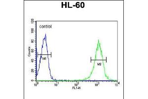 Flow cytometric analysis of HL-60 cells (right histogram) compared to a negative control cell (left histogram). (B4GALT1 Antikörper  (C-Term))