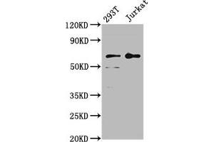 Western Blotting (WB) image for anti-Leukocyte Immunoglobulin-Like Receptor, Subfamily B (With TM and ITIM Domains), Member 2 (LILRB2) (AA 406-563) antibody (ABIN7158268)