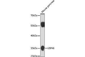 Western blot analysis of extracts of mouse pancreas, using USP46 antibody (ABIN7271165) at 1:1000 dilution. (USP46 Antikörper)