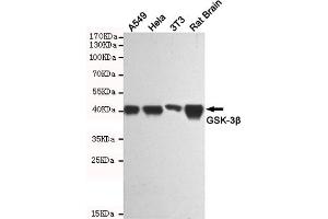 Western blot analysis of extracts from A549, Hela, 3T3 and Rat Brain cell lysates using GSK-3β mouse mAb(1:1000 diluted). (GSK3 beta Antikörper)