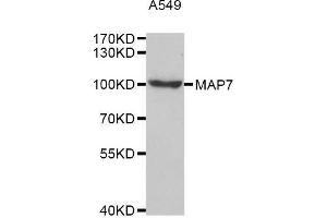 Western blot analysis of extracts of A549 cell line, using MAP7 antibody. (MAP7 Antikörper  (AA 490-749))