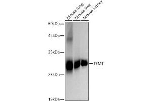 Western blot analysis of extracts of various cell lines, using TEMT antibody (ABIN7267865) at 1:2000 dilution. (INMT Antikörper)