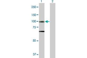 Western Blot analysis of OPA1 expression in transfected 293T cell line by OPA1 MaxPab polyclonal antibody.