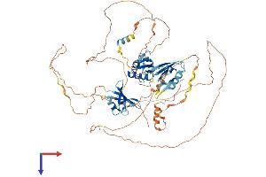 DVL2 Protein (AA 1-736) (His tag)