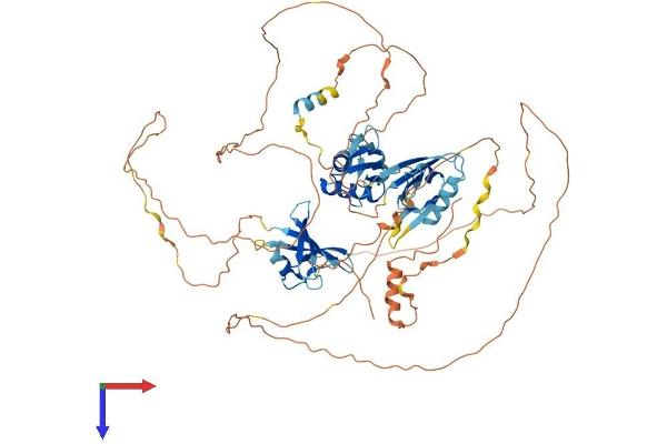 DVL2 Protein (AA 1-736) (His tag)