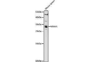 Western blot analysis of extracts of Mouse spleen, using NF antibody (ABIN7268902) at 1:1000 dilution. (NFAM1 Antikörper  (AA 186-270))
