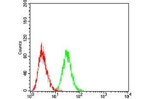 Flow cytometric analysis of Jurkat cells using LHCGR mouse mAb (green) and negative control (red). (LHCGR Antikörper)