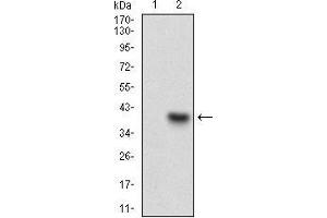 Western blot analysis using CD93 mAb against HEK293 (1) and CD93 (AA: 474-535)-hIgGFc transfected HEK293 (2) cell lysate.