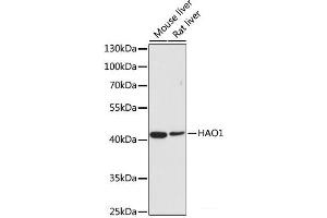 Western blot analysis of extracts of various cell lines using HAO1 Polyclonal Antibody at dilution of 1:500. (HAO1 Antikörper)