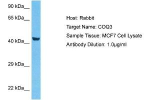 Host:  Rabbit  Target Name:  COQ3  Sample Type:  MCF7 Whole Cell lysates  Antibody Dilution:  1. (COQ3 Antikörper  (Middle Region))