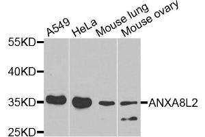 Western blot analysis of extracts of various cell lines, using ANXA8L2 antibody (ABIN5975720) at 1/1000 dilution. (ANXA8L2 Antikörper)