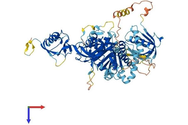 FERMT3 Protein (AA 1-667) (His tag)
