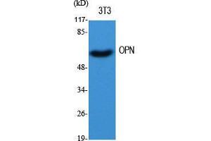 Western Blot (WB) analysis of specific cells using OPN Polyclonal Antibody.