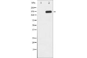 Western blot analysis of PLCG1 phosphorylation expression in EGF treated COS7 whole cell lysates,The lane on the left is treated with the antigen-specific peptide. (Phospholipase C gamma 1 Antikörper  (pTyr783))